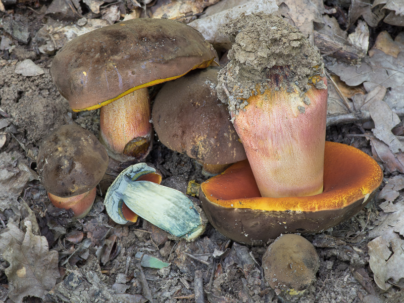 Boletus xanthopus